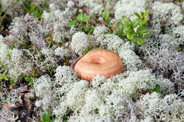 Lactarius torminosus. Fungus among moss reindeer on the Yamal Peninsula