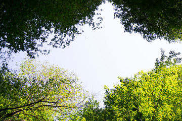 background with green leaves