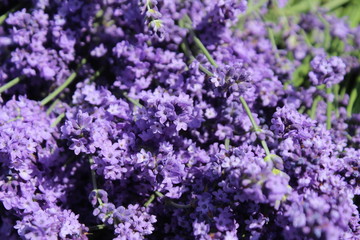 Obraz premium Fleurs de lavande