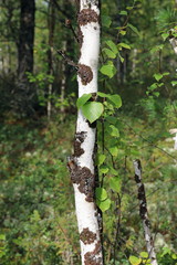 Birch in the forest in the North of Western Siberia in summer