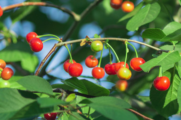 red ripe cherry on the tree harvest