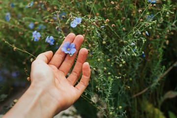  blue flax flower in a female hand