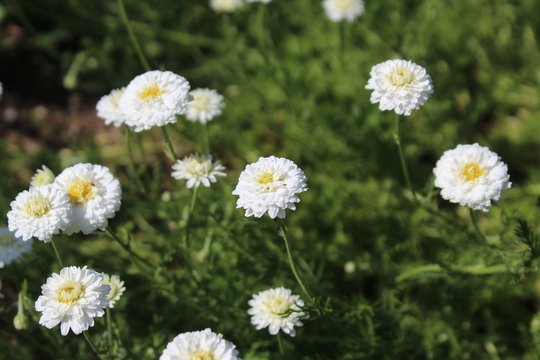 Fleurs de camomille double