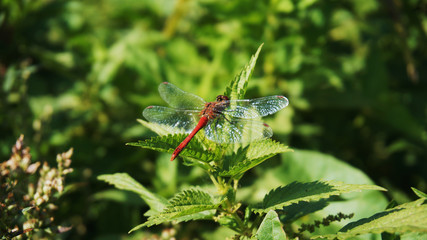 red dragonfly on the leaves of nettles