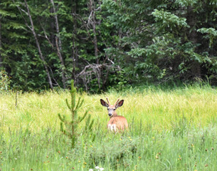 mule deer in grass