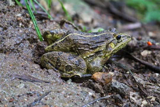 Giant Bull Frog In Rainy Season