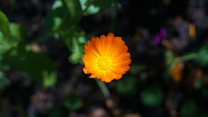 yellow-orange calendula flower