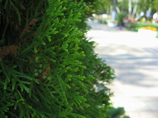 arborvitae leaves closeup