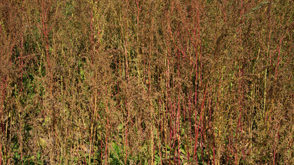 abstraction of growing red-green plants