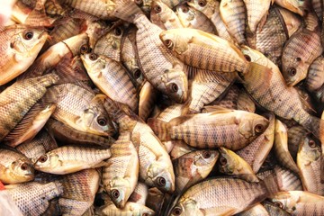 Tilapia fish harvested for selling in market