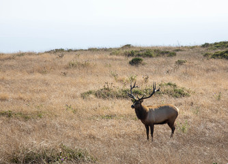 Large male elk with antlers stands on dry grassy hillside