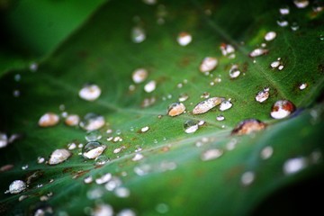 water drops on green leaf