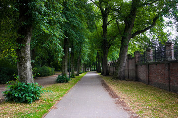 Path in the park with tunnel of tall old ancient tree
