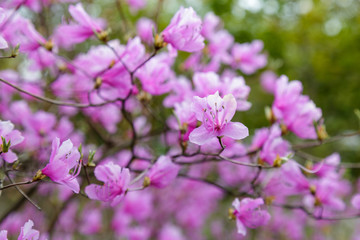 Obraz premium Rhododendron Reticulatum Flower