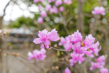 Rhododendron Reticulatum Flower