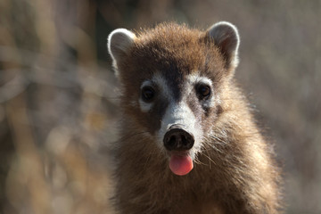 Coati sticks pink tongue out in close up portrait
