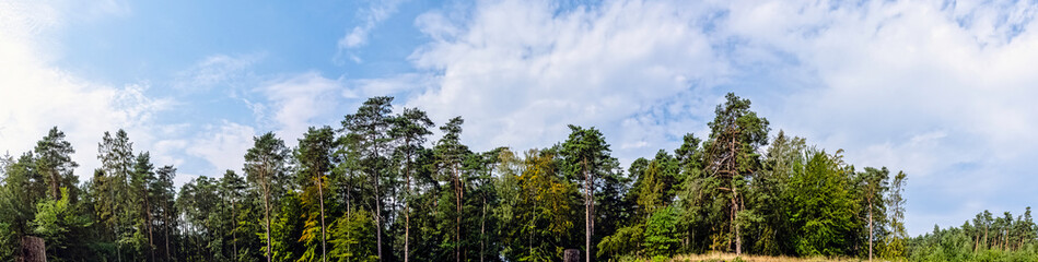 Polish wild forest - Slowinski National Park, Poland