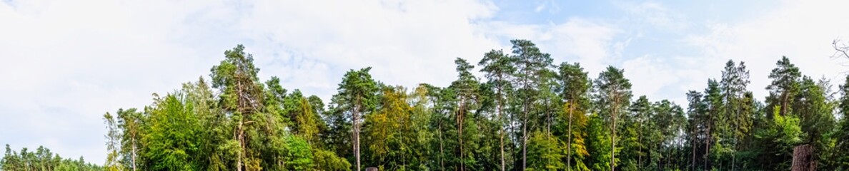 Fototapeta na wymiar Polish wild forest - Slowinski National Park, Poland