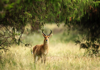 Close up of a Bohor Reedbuck in Grasslands