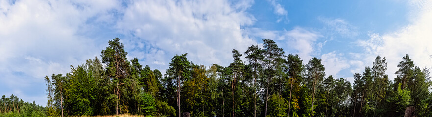 Fototapeta na wymiar Polish wild forest - Kampinos National Park, Poland