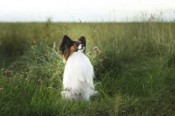 Portrait of Papillon dog sitting on the rear paws in the green grass field. Beautiful and happy Continental toy spaniel