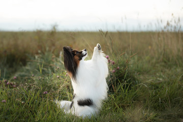 Fototapeta premium Papillon dog sitting with paws up in the green grass field. Beautiful and happy Continental toy spaniel