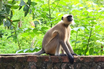 huge langoor monkey ready to jump to tree