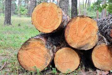 Pile of round wood. Cut of a tree with textured surface, selective focus. Natural wooden material for building. Stuck of circle timber. Timber blanks on sawmill. Cut tree trunks. Hardwood 