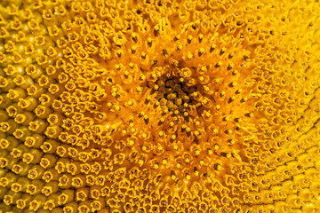 Close up of centre of a sunflower