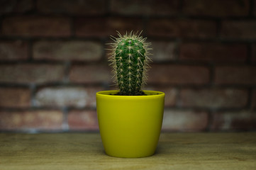 Close up of small cactus in yellow flowerpot