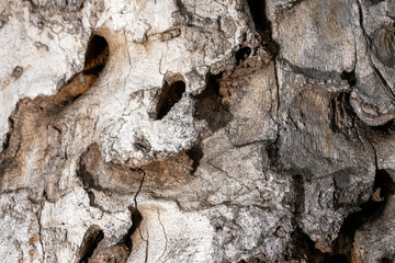Bark of a oak tree with unique texture