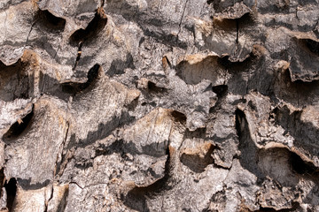 Photo of bark of a very old oak dry tree