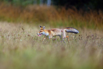 The red fox (Vulpes vulpes) looks for food in a meadow. Young red fox on green field with dark spruce forest in background.