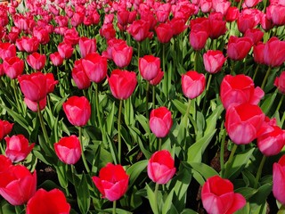 Flowerbed of beautiful red tulips
