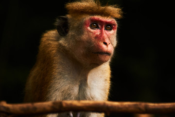 Proudly looking Bonnet Macaque