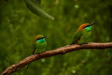 Two Cute Bee-Eaters