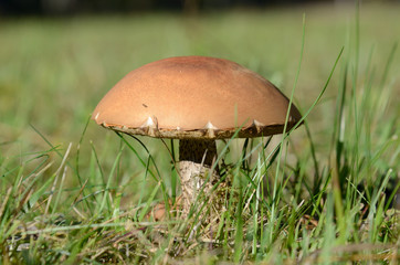 Mushroom Boletus
