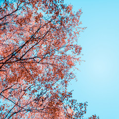 Bottom view on the tall birch trees in the golgen autumn forest under blue sky. Indian summer. Instagram style.Toned. Copy space