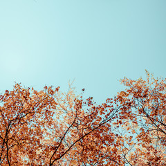 Bottom view on the tall birch trees in the golgen autumn forest under blue sky. Indian summer. Instagram style.Toned. Copy space