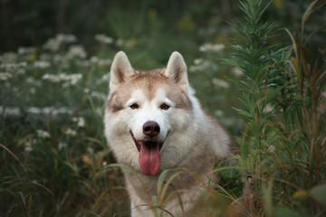 Happy beautiful beige and white dog breed siberian husky sitting in the green grass and white flowers in the forest