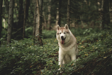 happy and beautiful dog breed siberian husky sitting on the hill the green forest in summer