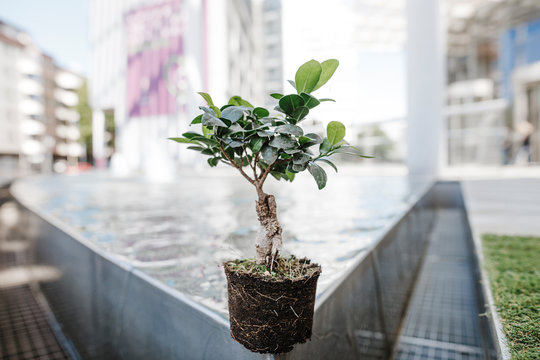 Bonsai on edge of a pool in front of office buildings