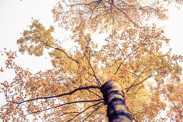 Bottom view on the tall birch trees in the golgen autumn forest under blue sky. Indian summer. Instagram style.Toned. Copy space