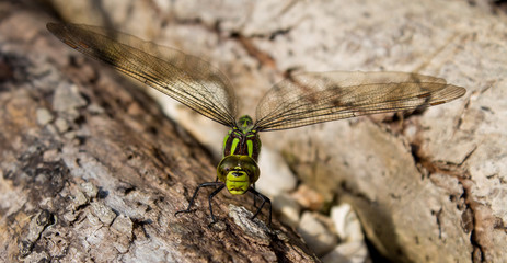 DragonFly Resting On A Log By A Pond