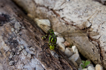 Green DragonFly laying eggs on a log 