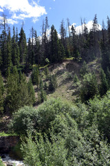 forest in the mountains