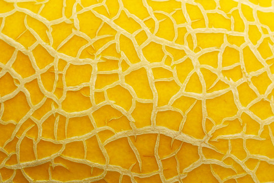 Melon Texture Background Close Up Macro