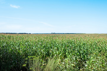 corn field with fresh leaves against blue sky