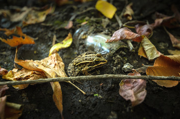 A frog on the ground disguises itself as leaves