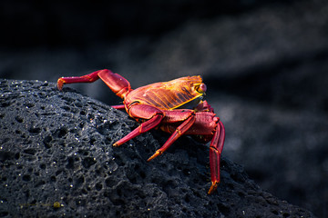 Galapagos Red Crabs
